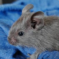 Neli