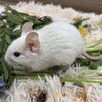Milo