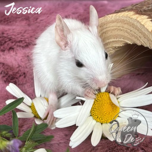 Jessica