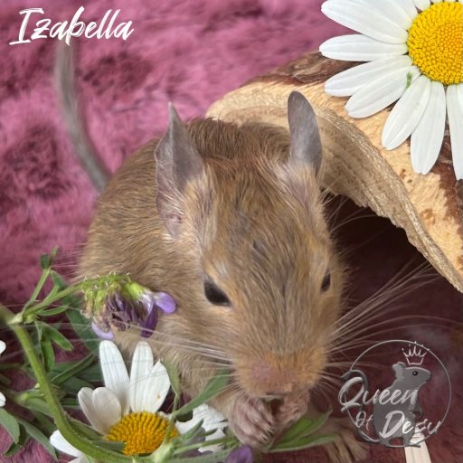Izabella