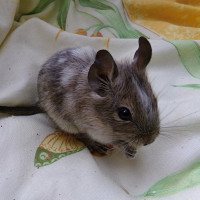 Hoopie