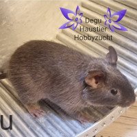 Balu