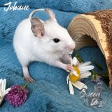 Johane