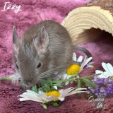 Izzy