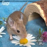 Iggy