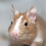 Hilda