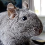 Ulfus Normanus