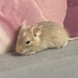 Bella