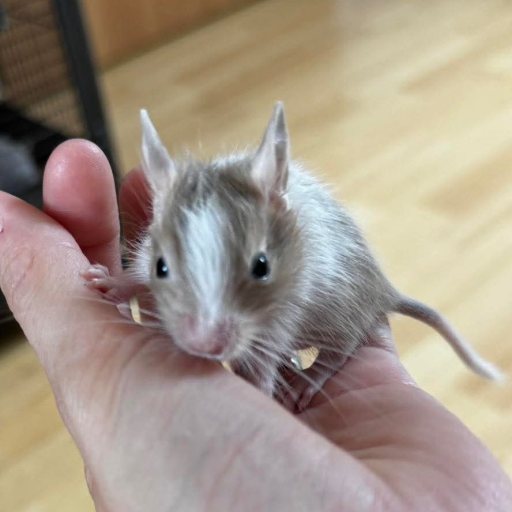 Rami