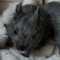 Xara