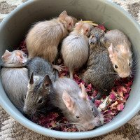 Kantu