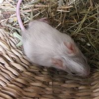 Odin