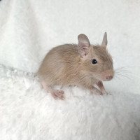 Buddy