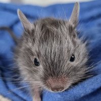 Diego